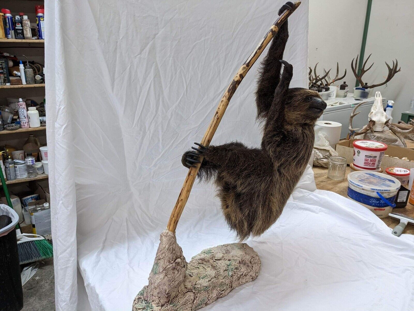 New Excellent Adult Sloth Taxidermy Table Mount Full Body