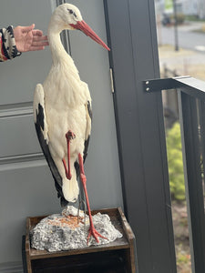 Stork Taxidermy Mount Bird