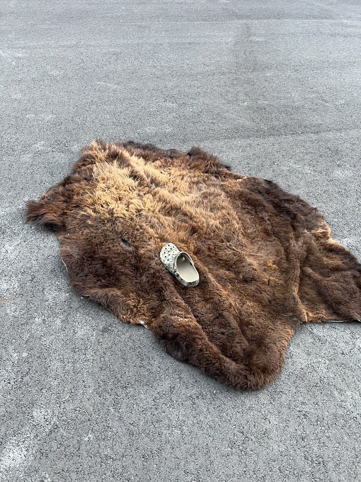 Real Buffalo / Bison Fresh Tanned Taxidermy Rug Hide