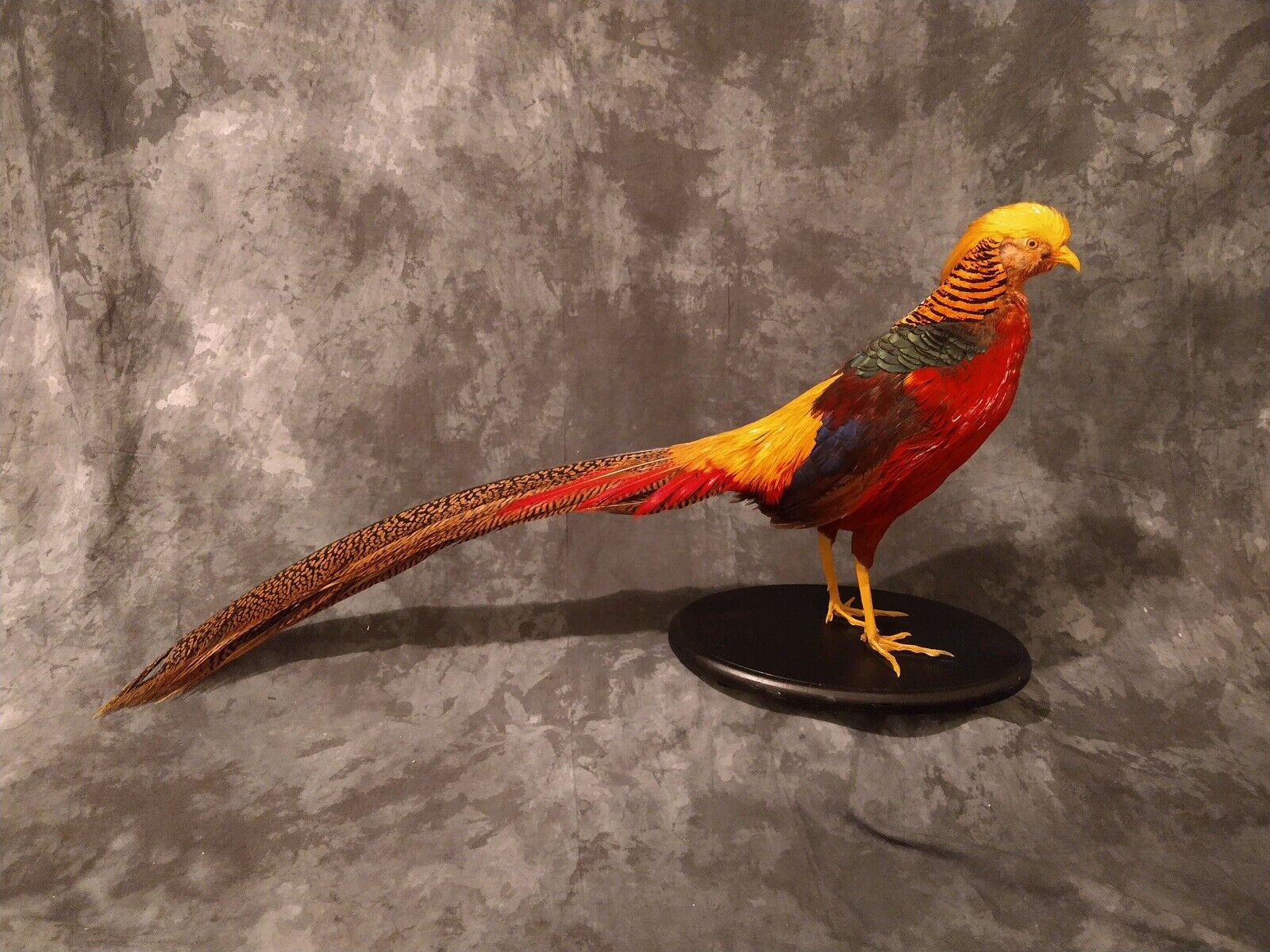 Red Golden Pheasant (Chrysolophus Pictus) Taxidermy Table Mount