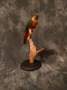 Green cheek conure taxidermy bird art