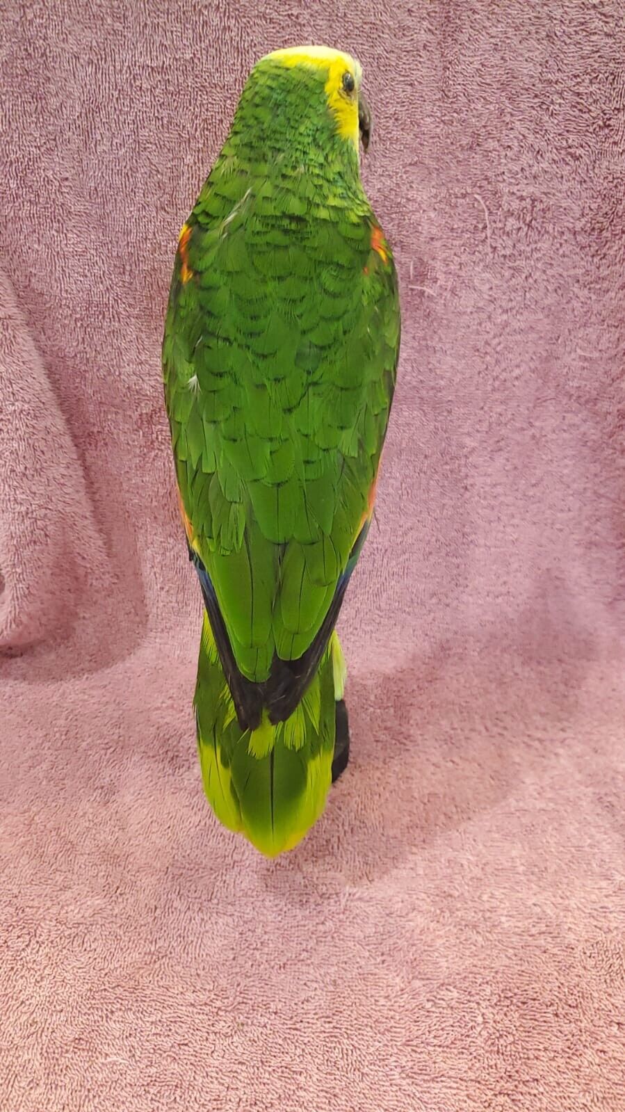 Turquoise Fronted Amazon Parrot Taxidermy Mount