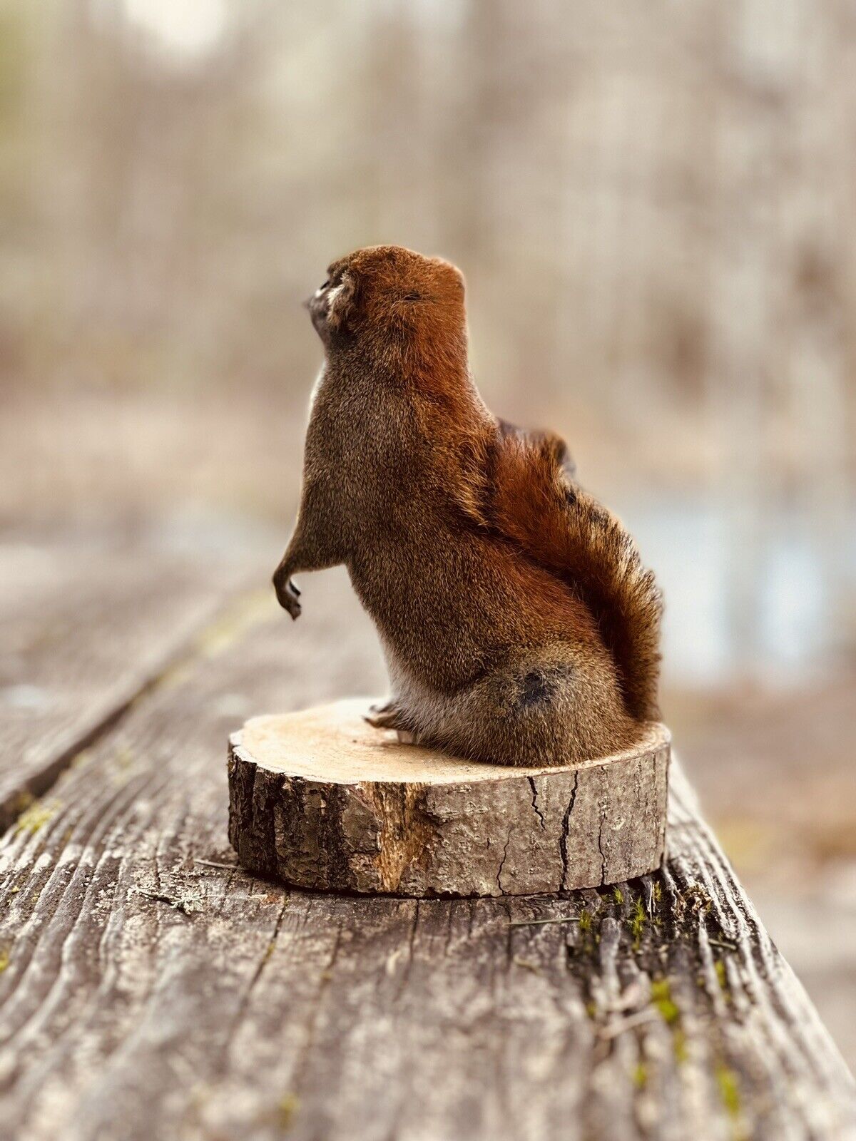 Beautiful Adorable Red Squirrel Small Animal Taxidermy Mount Art Wildlife