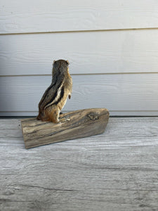 New Taxidermy Beautiful CHIPMUNK Mount On Real Wood-