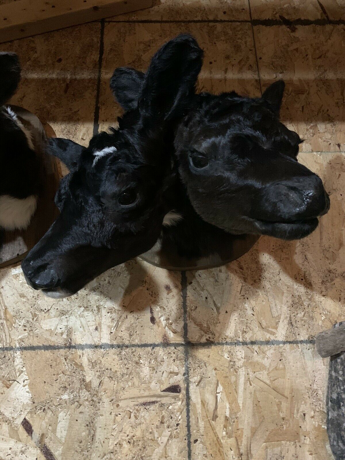 Two headed calf cow taxidermy Gaff