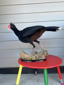 Rare razorbill curassow Taxidermy Bird Mount