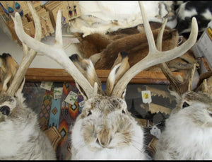 jackalopes 4 point taxidermy mount real antlers