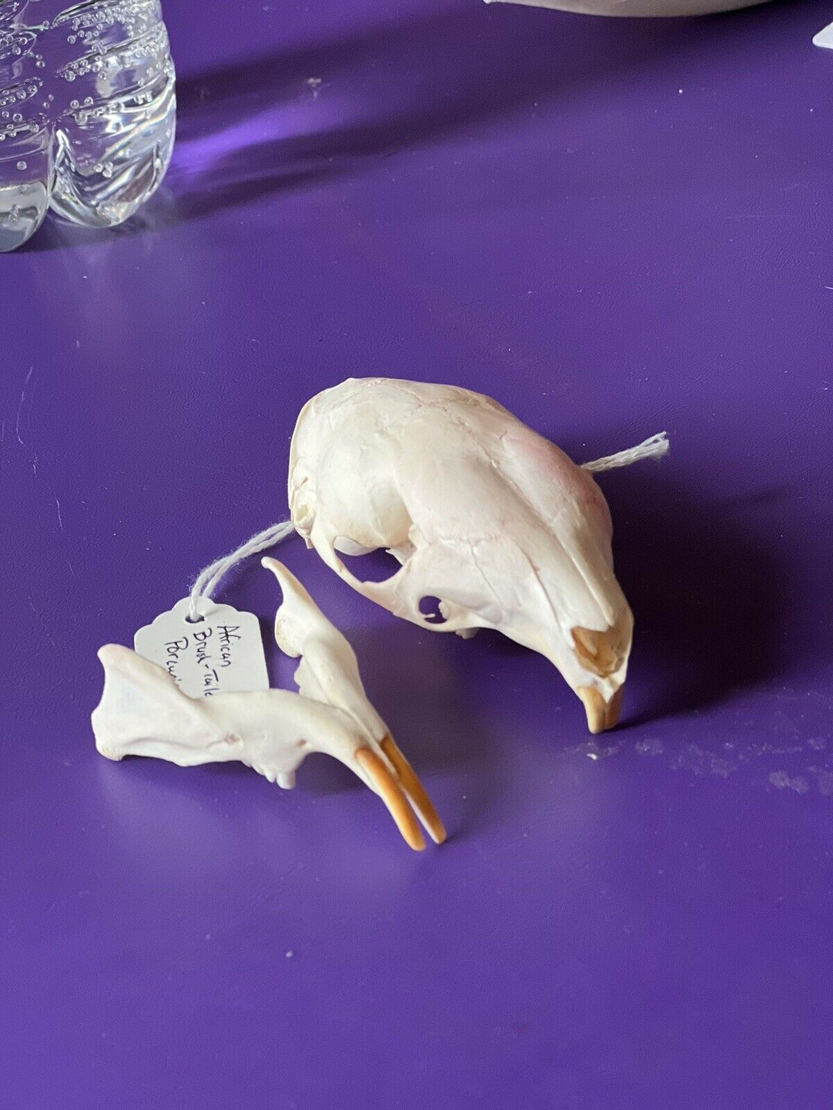 Real African Brush-tailed Porcupine Skull