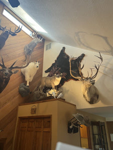 XXL Elk and 2 Caribou For Sale Taxidermy Mounts