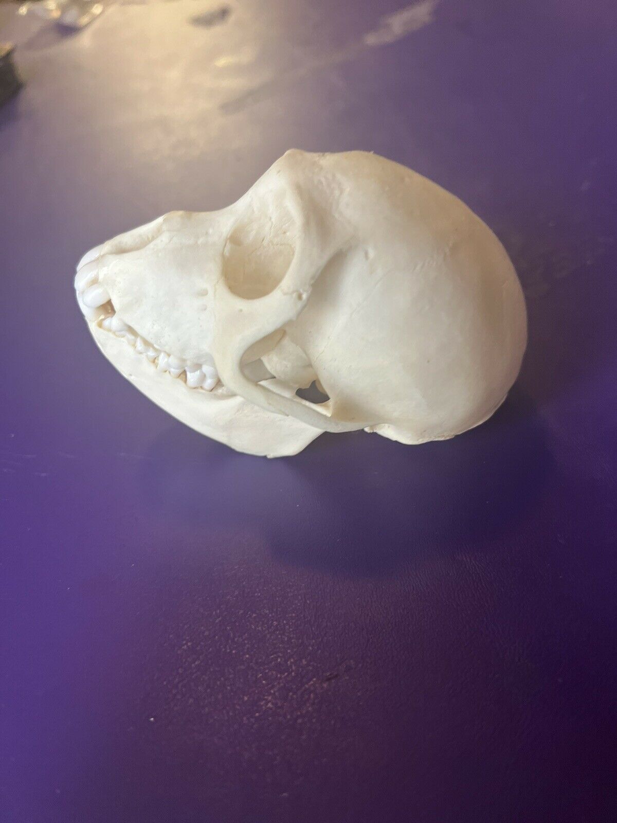 Female Vervet monkey skull grade A