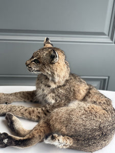 BOBCAT TAXIDERMY , Collectible,Log Cabin Decor,Outdoors,Hunting