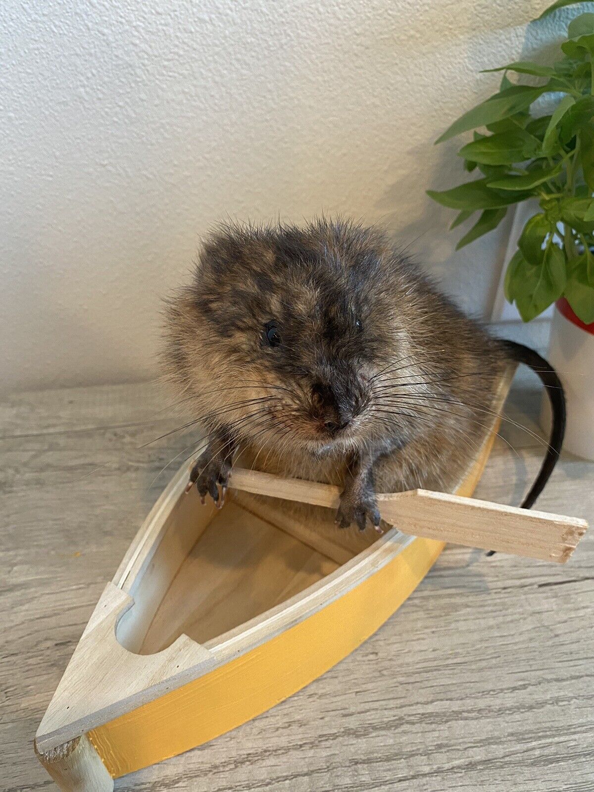 Muskrat in canoe taxidermy mount for sale-