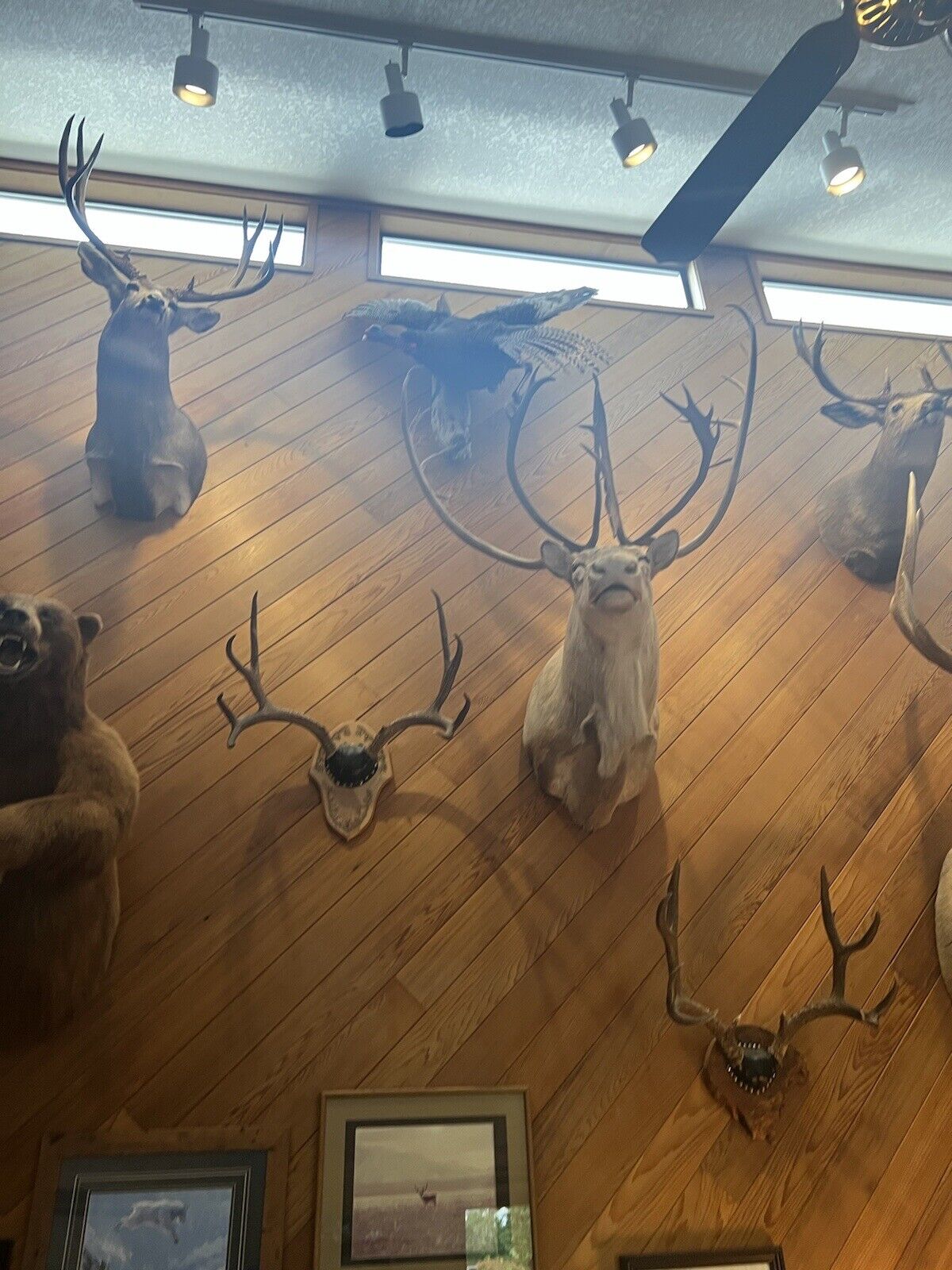 XXL Elk and 2 Caribou For Sale Taxidermy Mounts