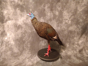 Full Mounted Taxidermy Ocellated Turkey with Custom Base