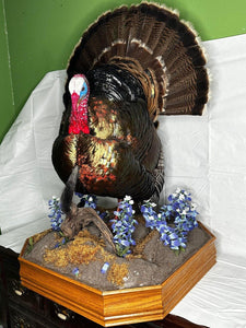 Museum Quality Mounted Taxidermy Turkey W/ Custom Base