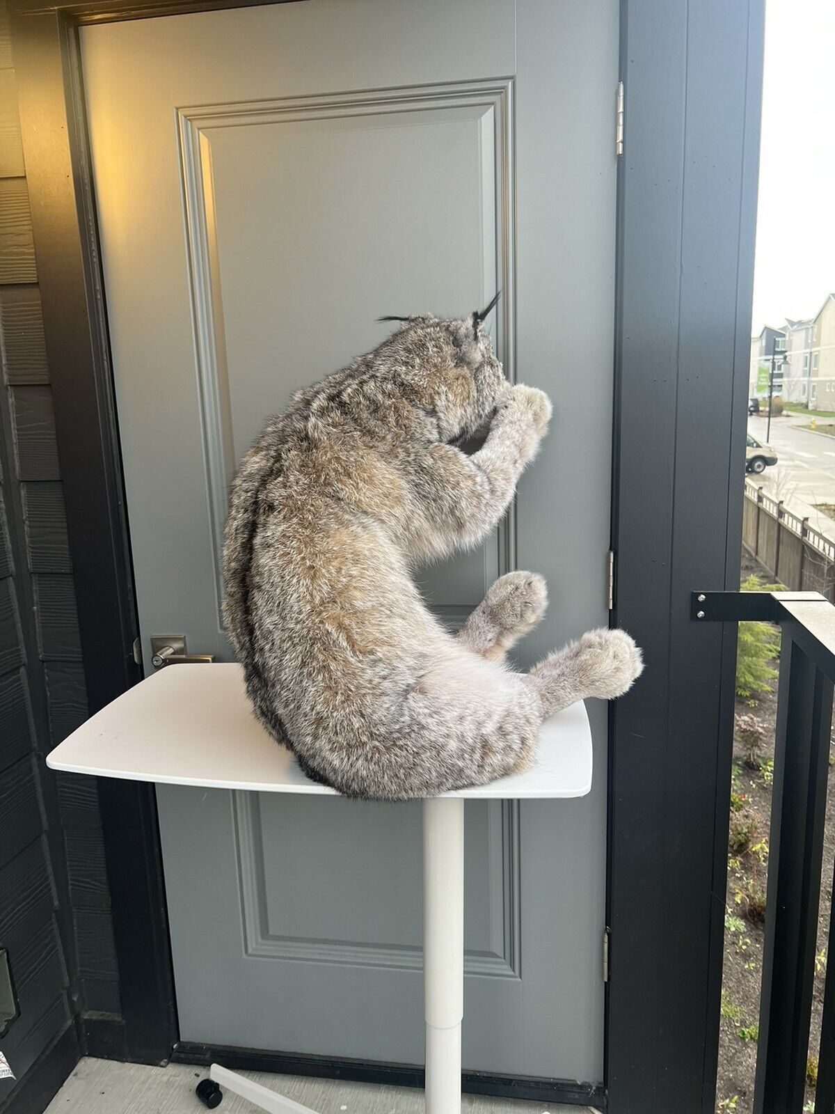 Full Mount Alaskan Lynx Real Fur Taxidermy Life Size