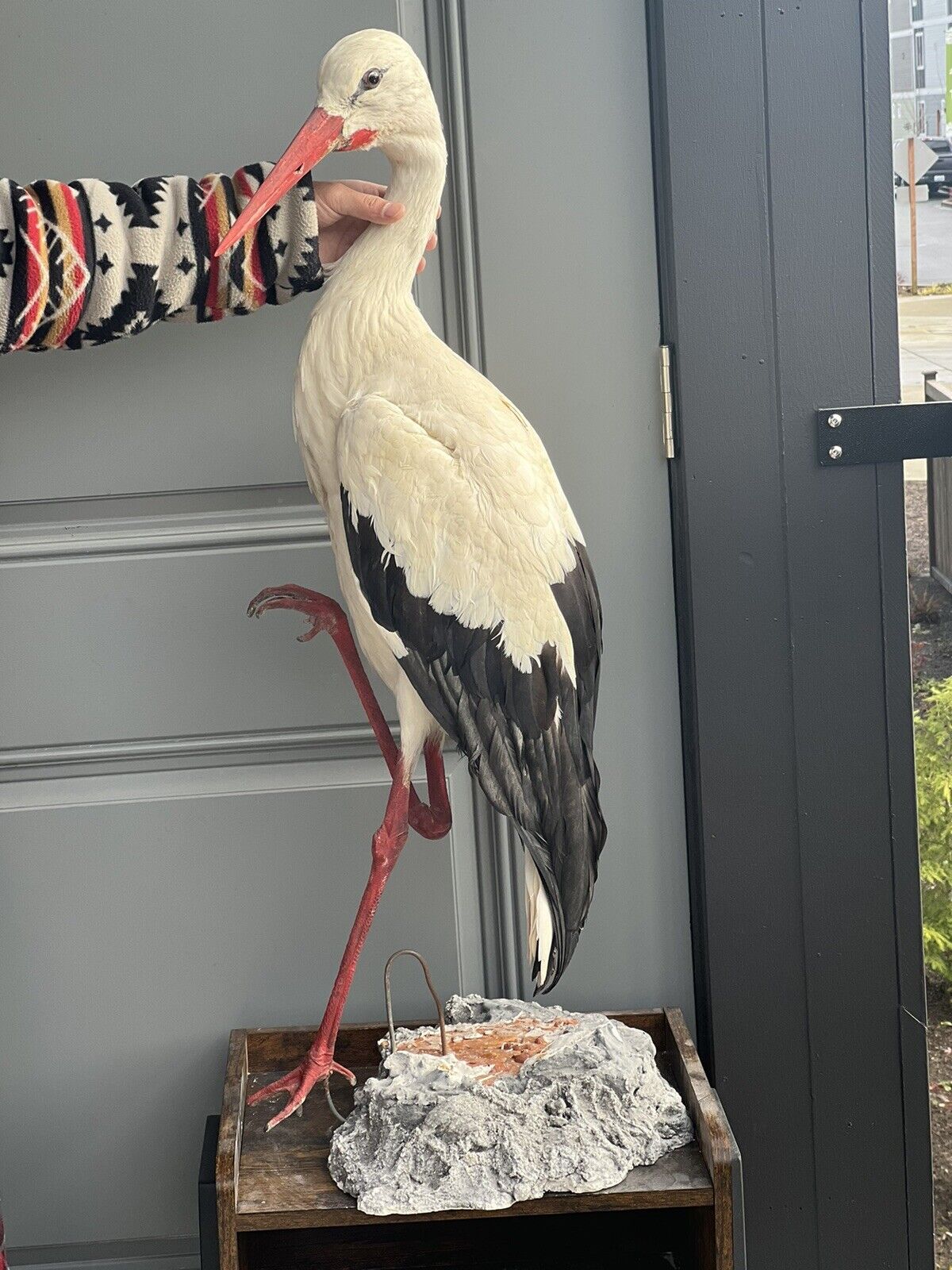 Taxidermy stork mount