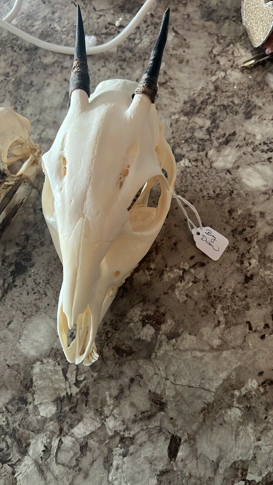 African Duiker (Cephalophus sp.) REAL Mammal Skull