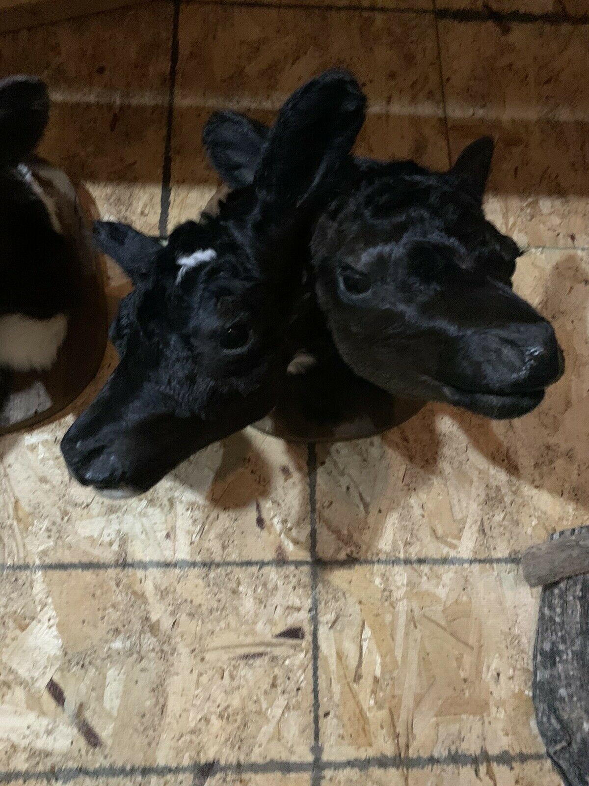 Two headed calf cow taxidermy Gaff