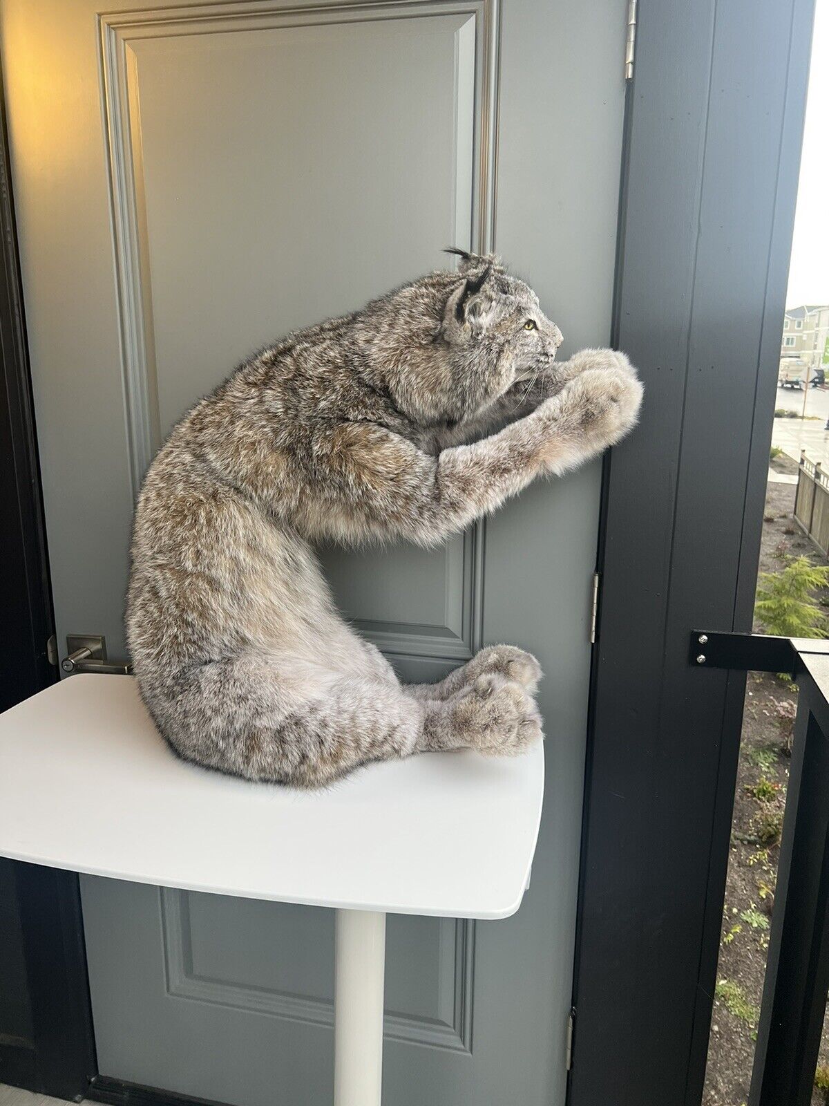 Full Mount Alaskan Lynx Real Fur Taxidermy Life Size
