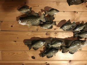 Beautiful Crappie Fish Taxidermy Wall Mount Wildlife Real Skin School