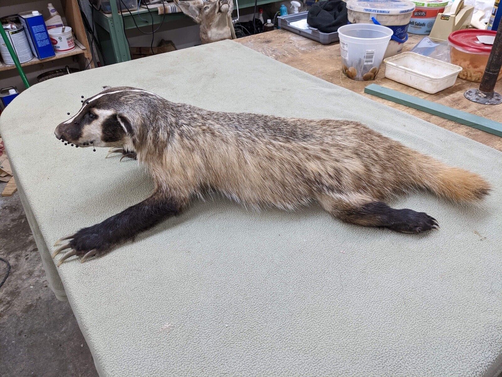 Badger Taxidermy Mount