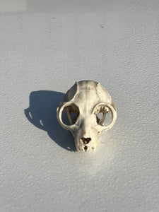 Real Potto Skull Taxidermy Mount