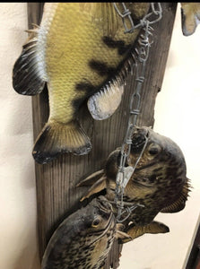 Realistic Crappie Wall Mount Wildlife Art Cabin Art Decor