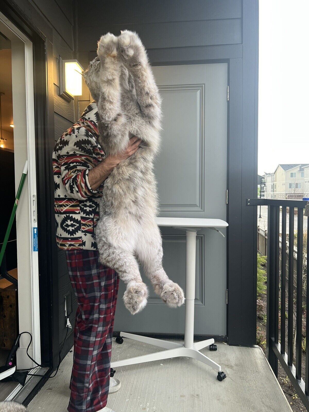 Full Mount Alaskan Lynx Real Fur Taxidermy Life Size