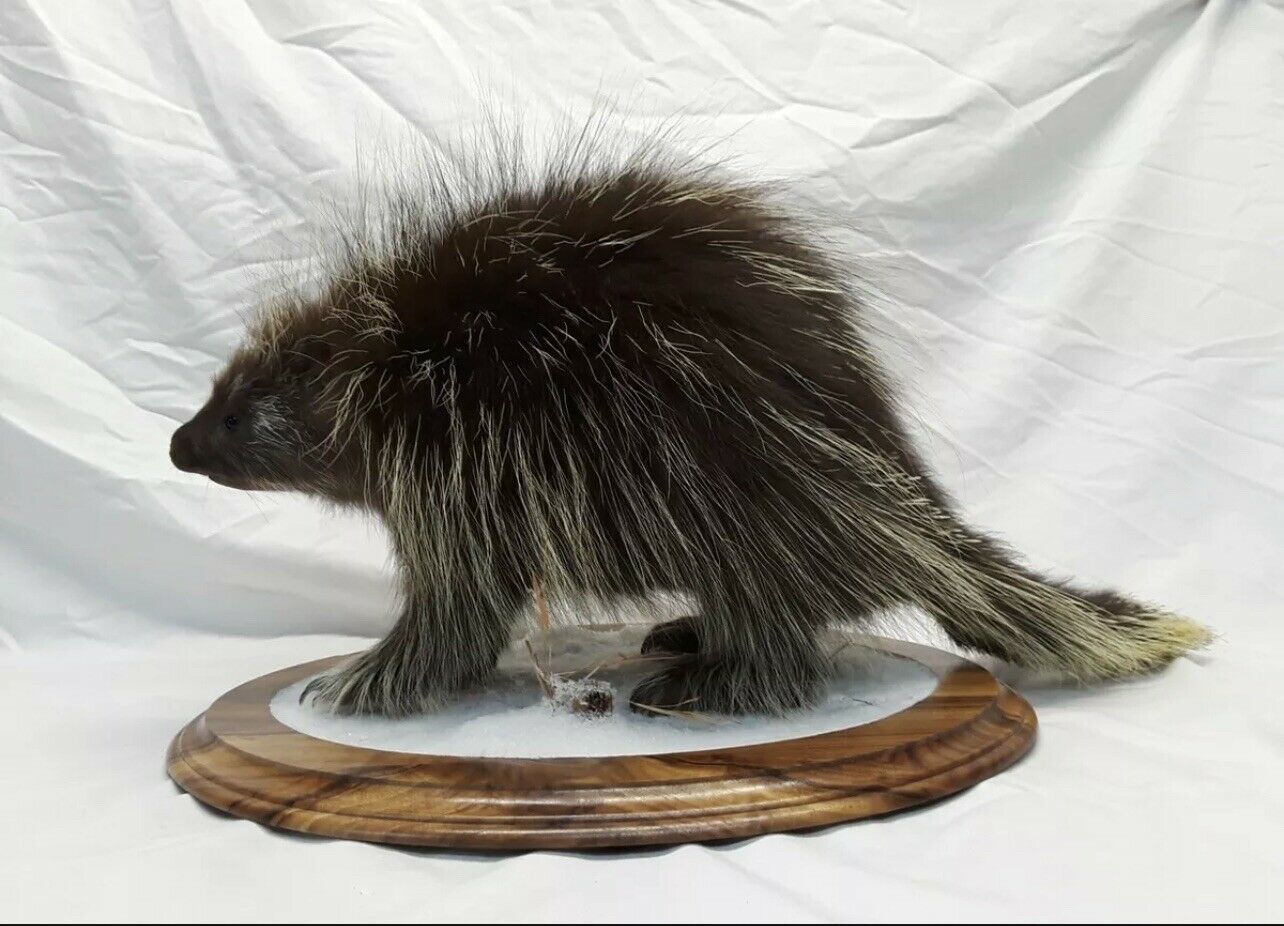 Beautiful Winter Porcupine Lifesize Taxidermy