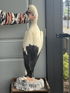 Taxidermy stork mount