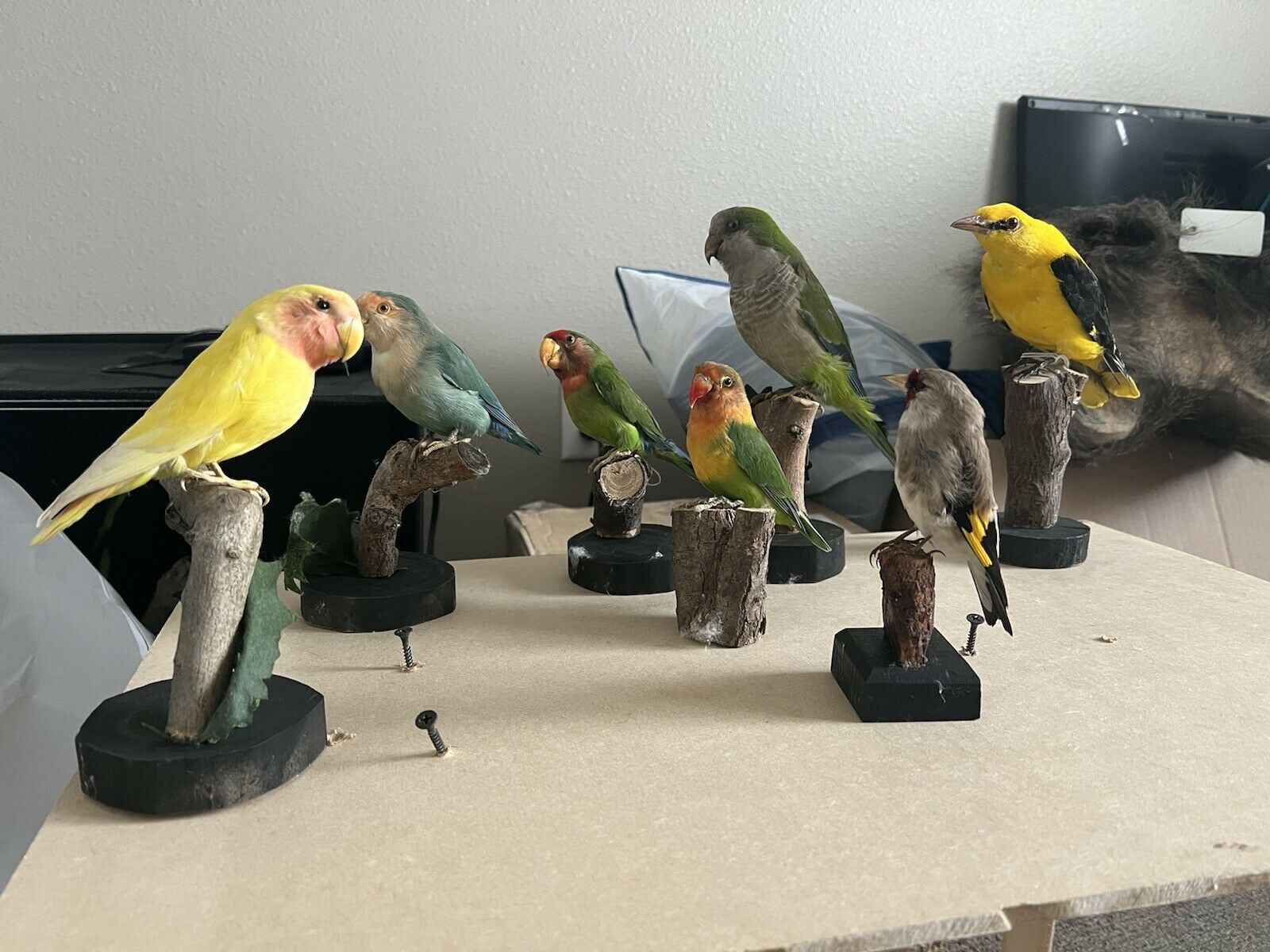 Group Of Birds For Sale, Can Seperate