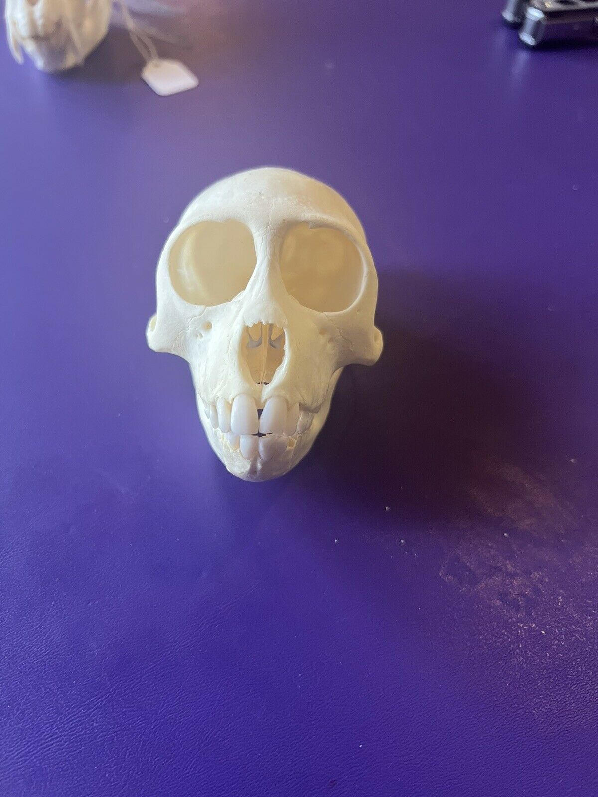 Female Vervet monkey skull grade A