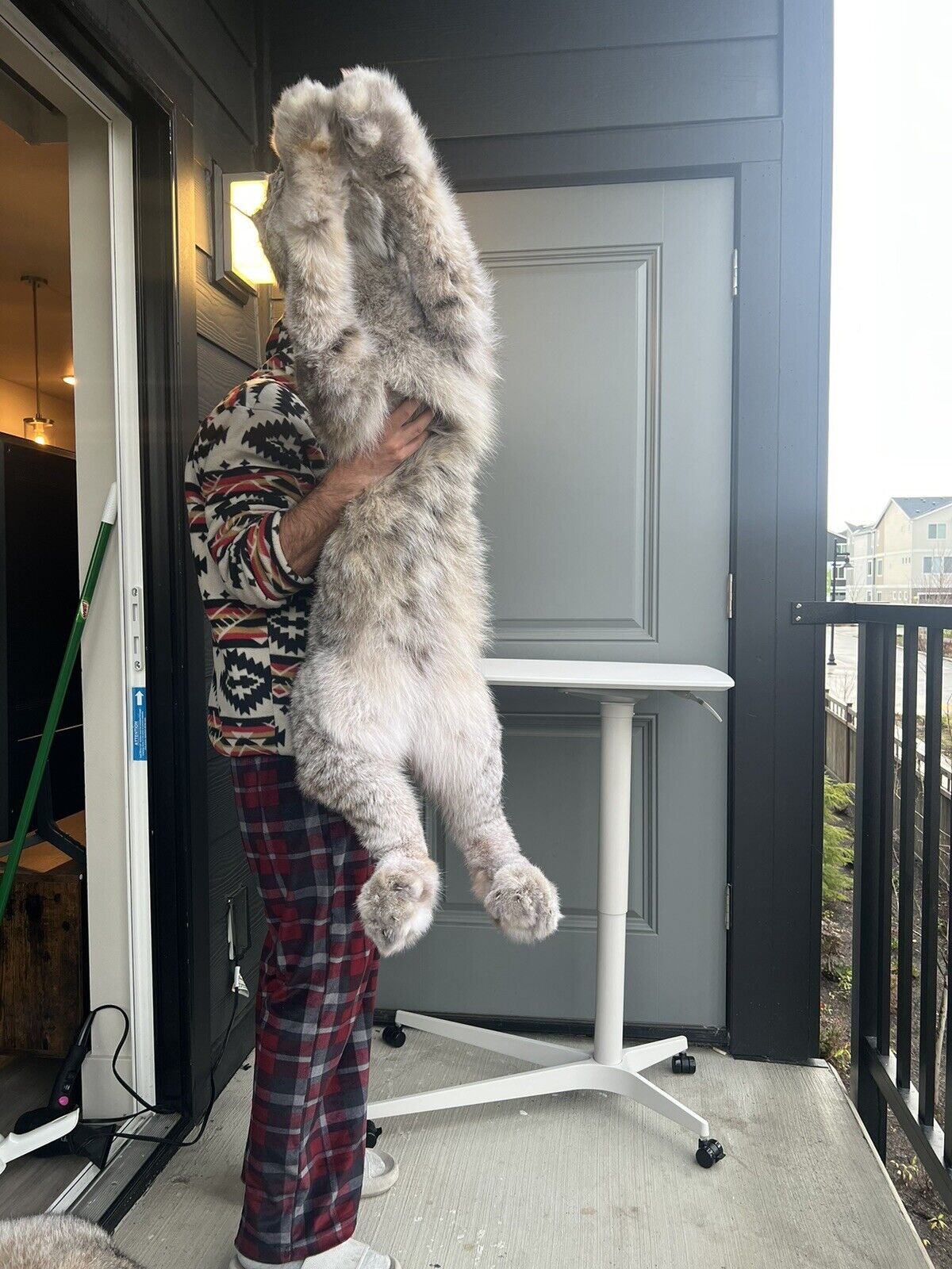 Full Mount Alaskan Lynx Real Fur Taxidermy Life Size
