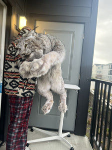 Full Mount Alaskan Lynx Real Fur Taxidermy Life Size