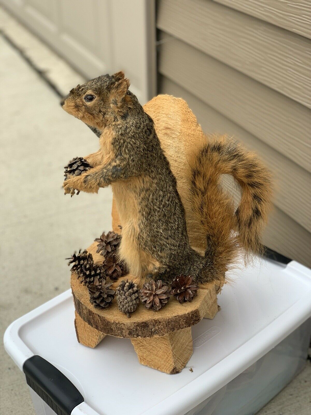 Vintage Gray Squirrel Taxidermy