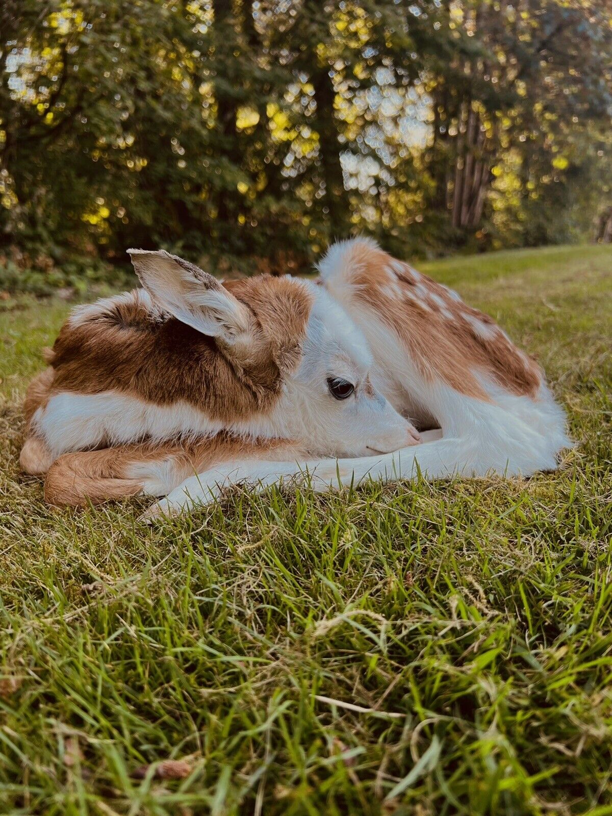 Museum Quality Real Deer Fawn Taxidermy Mount