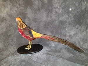 Red Golden Pheasant (Chrysolophus Pictus) Taxidermy Table Mount
