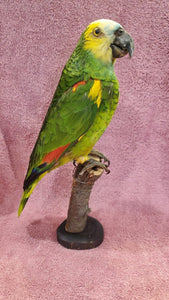 Turquoise Fronted Amazon Parrot Taxidermy Mount
