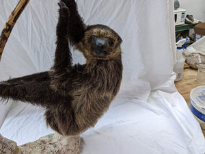New Excellent Adult Sloth Taxidermy Table Mount Full Body