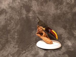 Toucanet guyana Bird Taxidermy mount|
