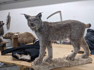 Full Mount Alaskan Lynx Real Fur Bobcat Taxidermy Life Size