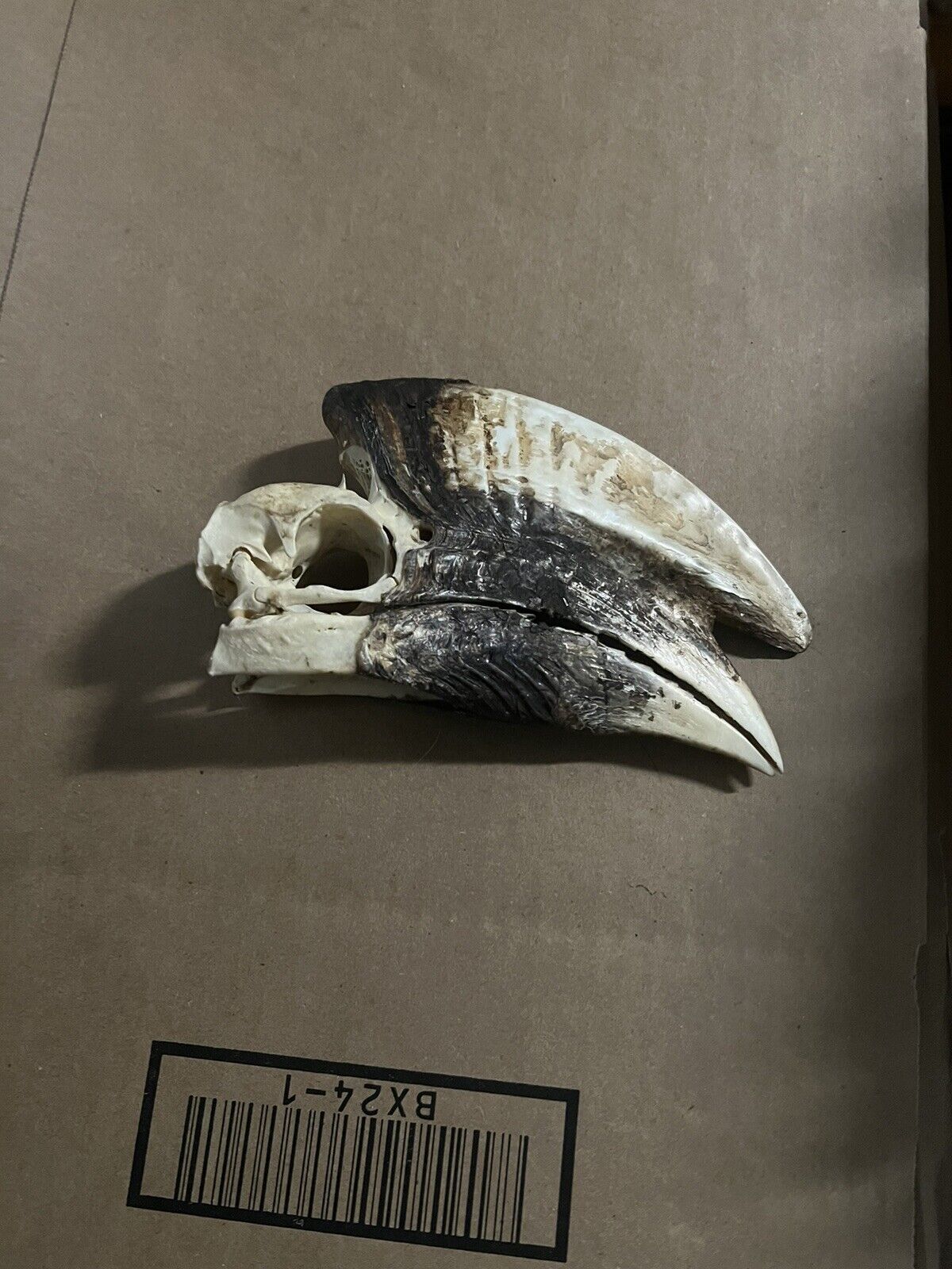 Real Black Casque Hornbill Skull Taxidermy