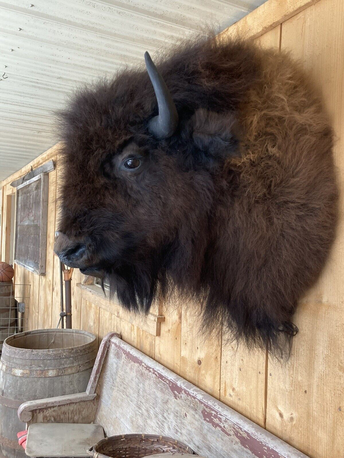 Real Buffalo / Bison Shoulder Taxidermy Mount New