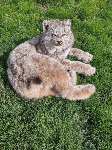 Lynx TAXIDERMY , Collectible,Log Cabin Decor,Outdoors,Hunting